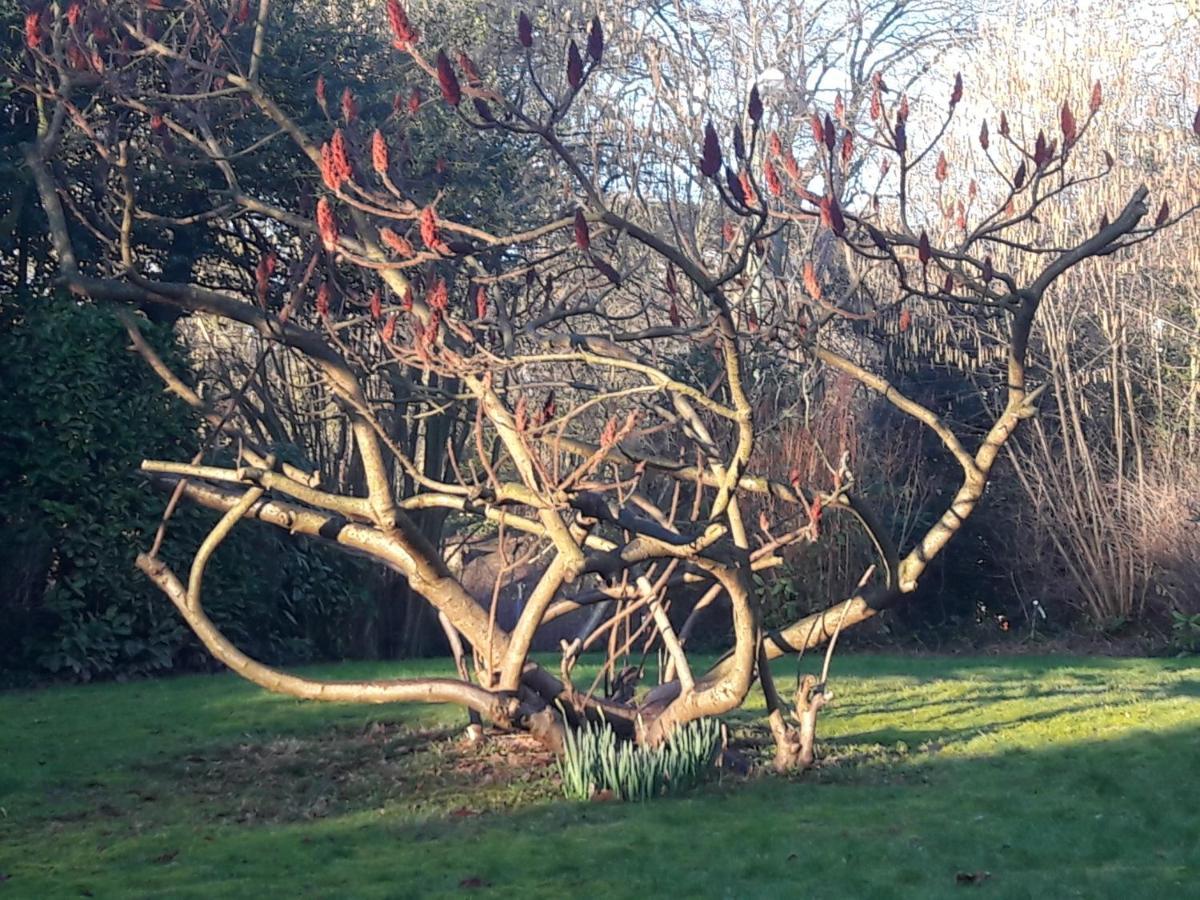Un Grand Jardin En Ville. Chez Guy Uccle Esterno foto